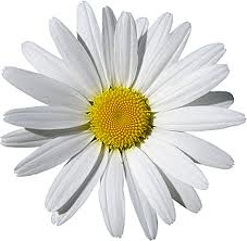 marguerite
