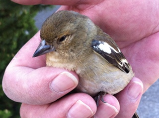 Piaf serein, prêt à prendre son envol !