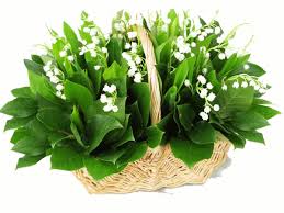 muguet